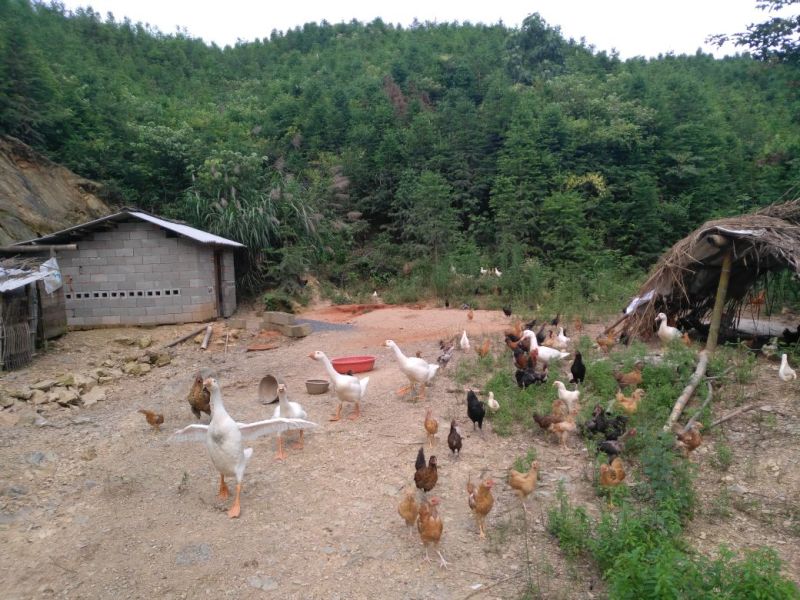 土鸡农家散养月子补品走地滋补农货