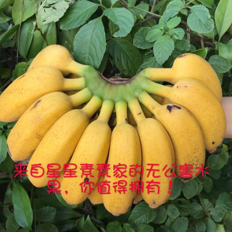 皇帝蕉七成熟