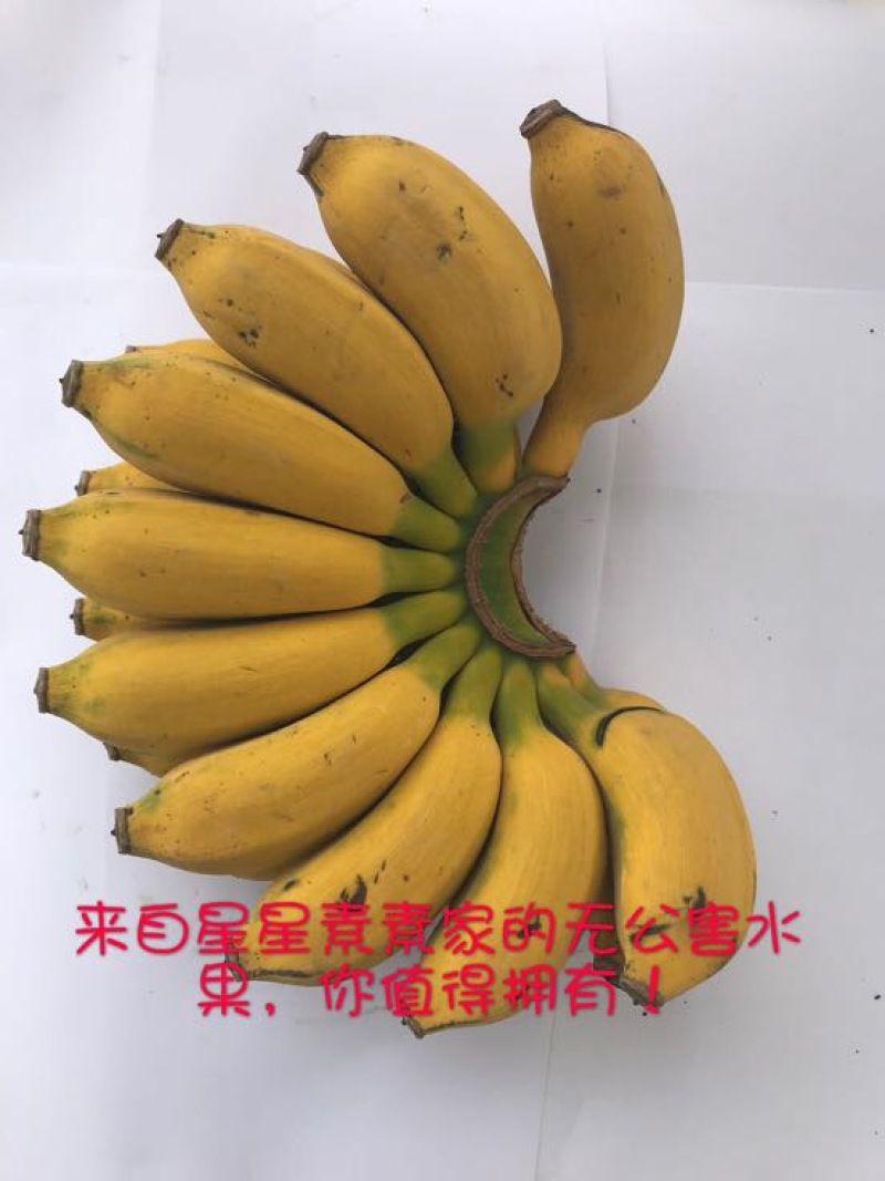 皇帝蕉七成熟