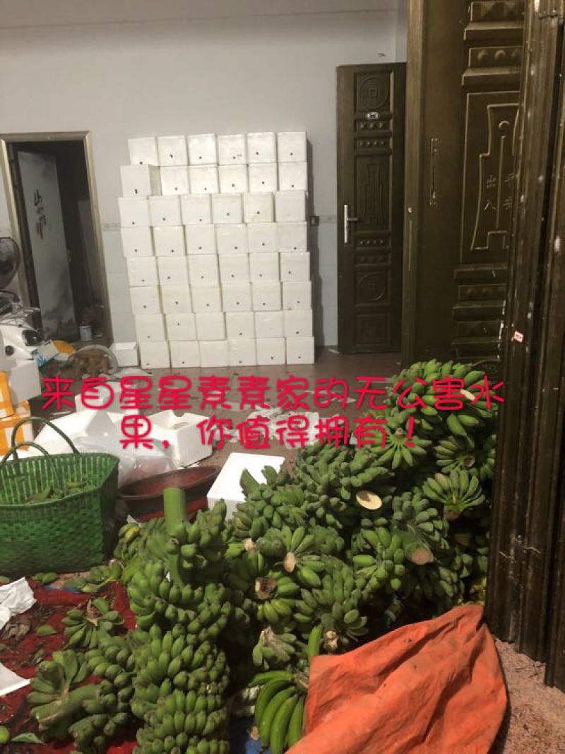 皇帝蕉七成熟