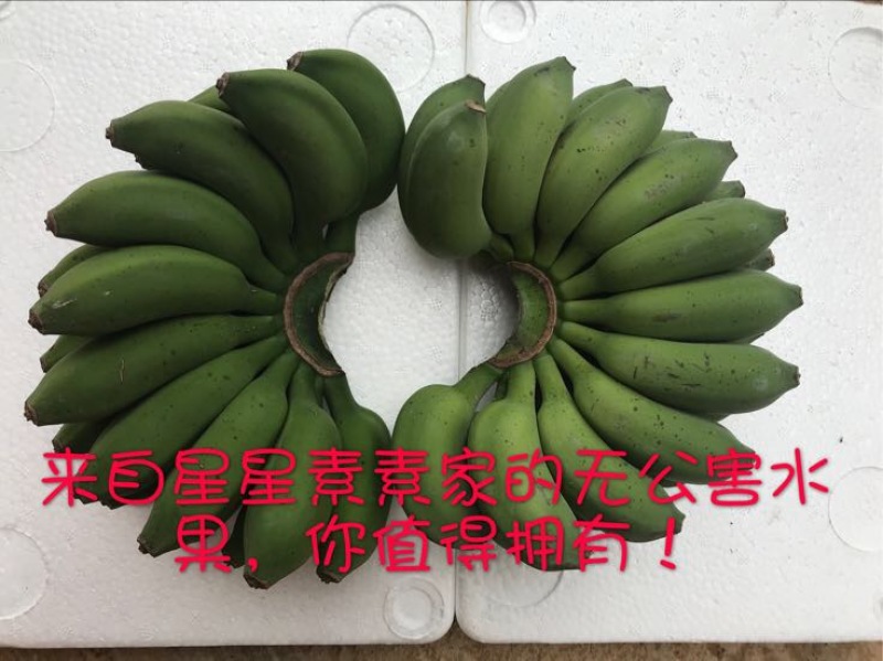 皇帝蕉七成熟