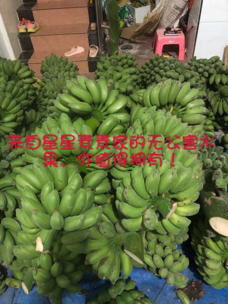皇帝蕉七成熟
