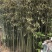 绿竹4~5m