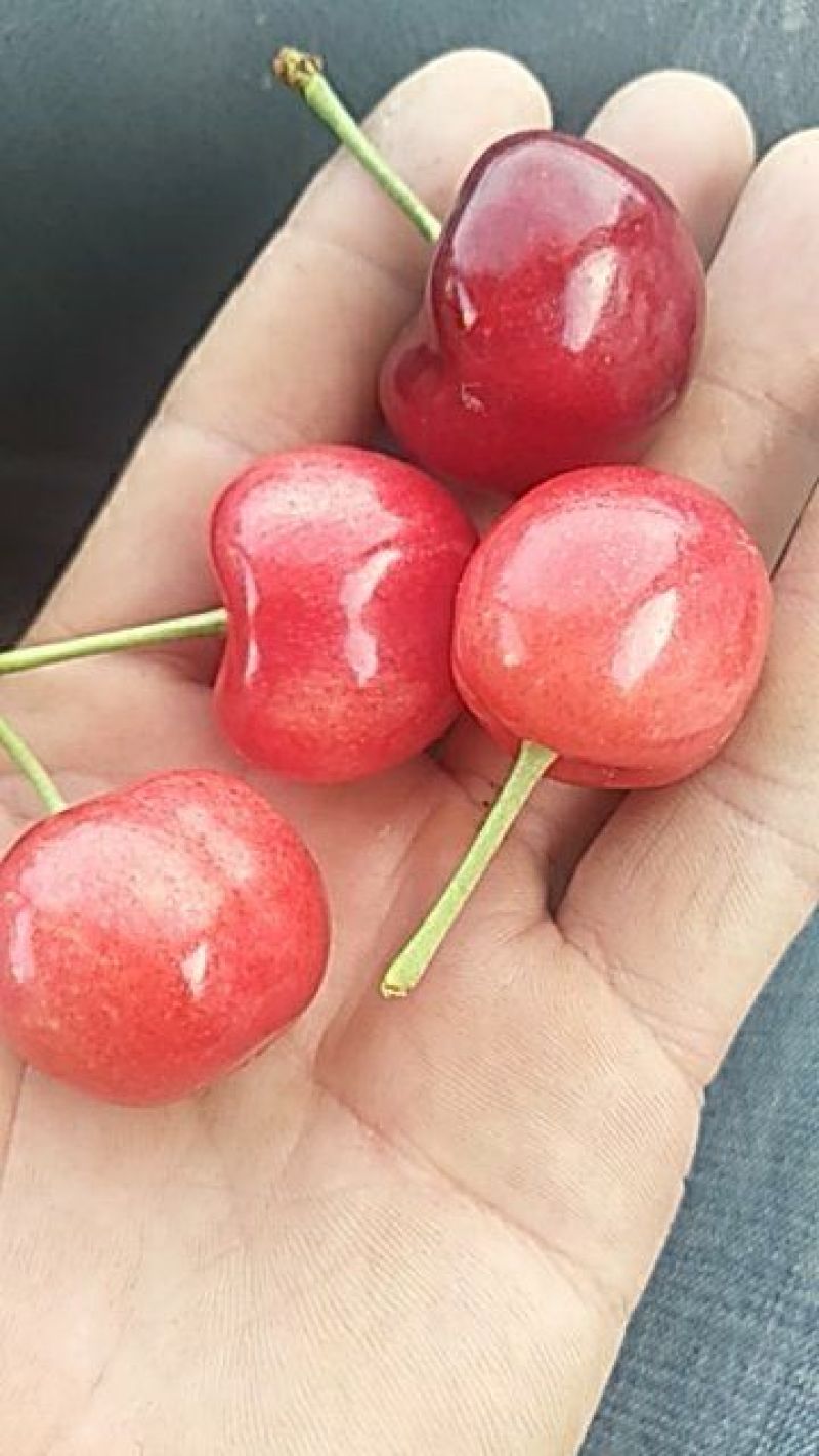 大红灯樱桃25㎜一3o㎜特大果优质，口感