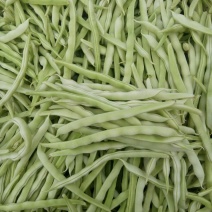 芸豆白不老精品