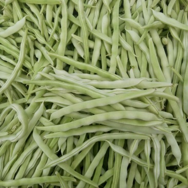 芸豆白不老精品