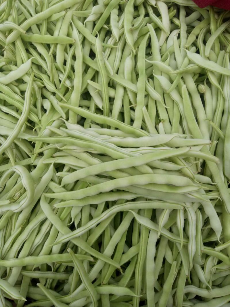 芸豆白不老精品