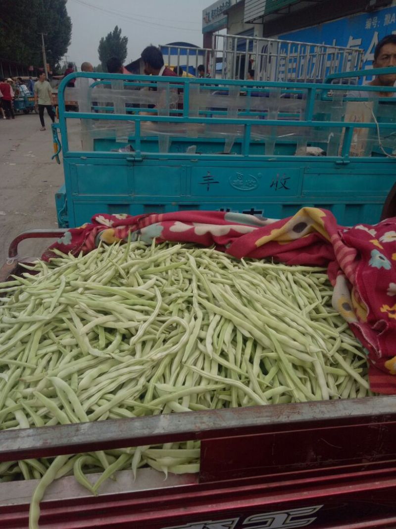 芸豆白不老精品
