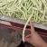 芸豆白不老精品