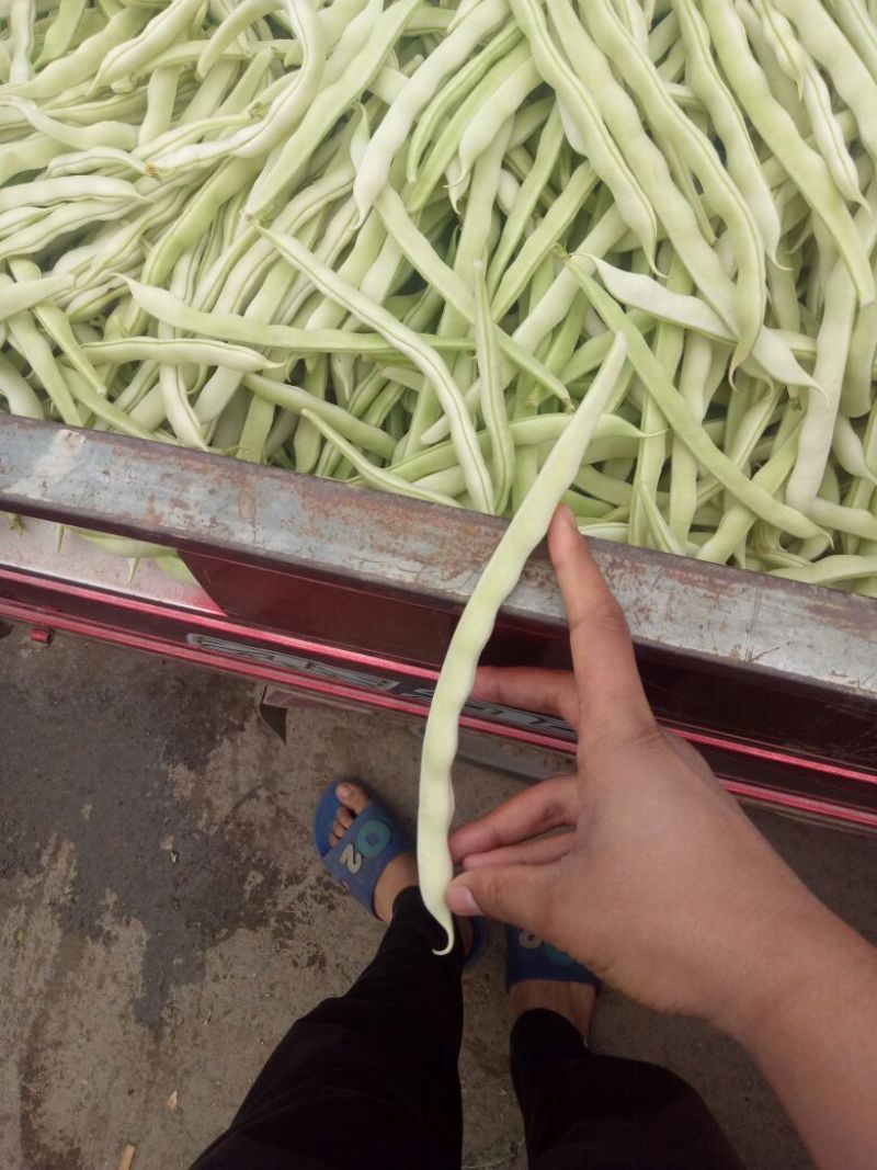 芸豆白不老精品