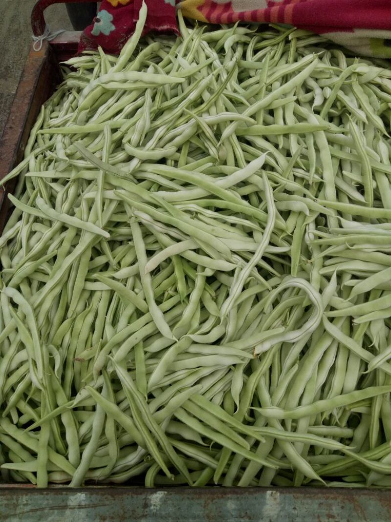 芸豆白不老精品