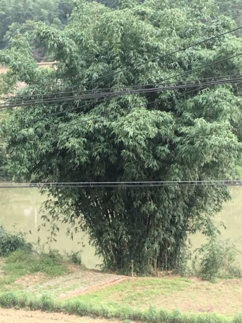 斑竹10~11m
