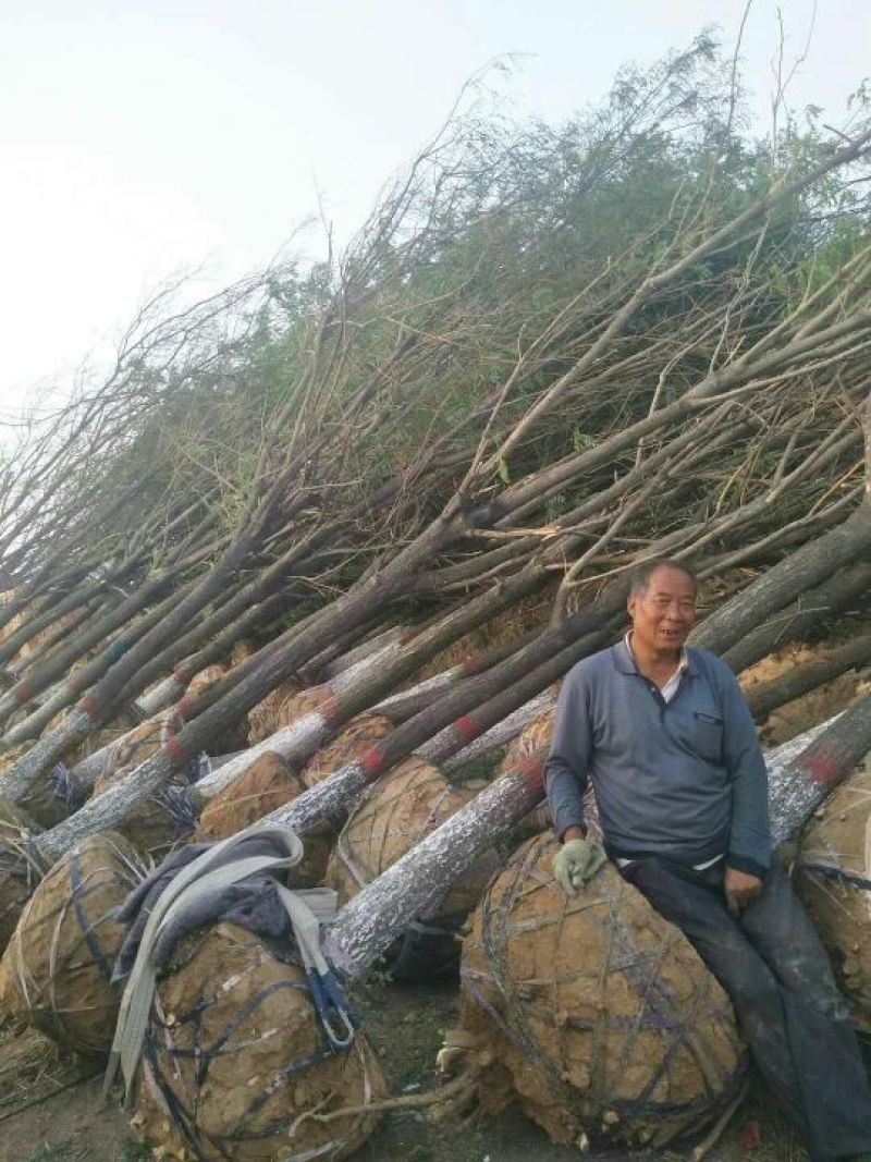 国槐