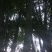 斑竹10~11m
