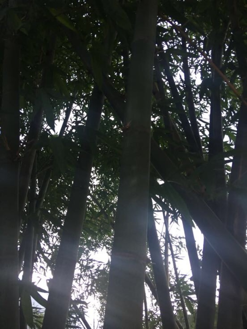斑竹10~11m