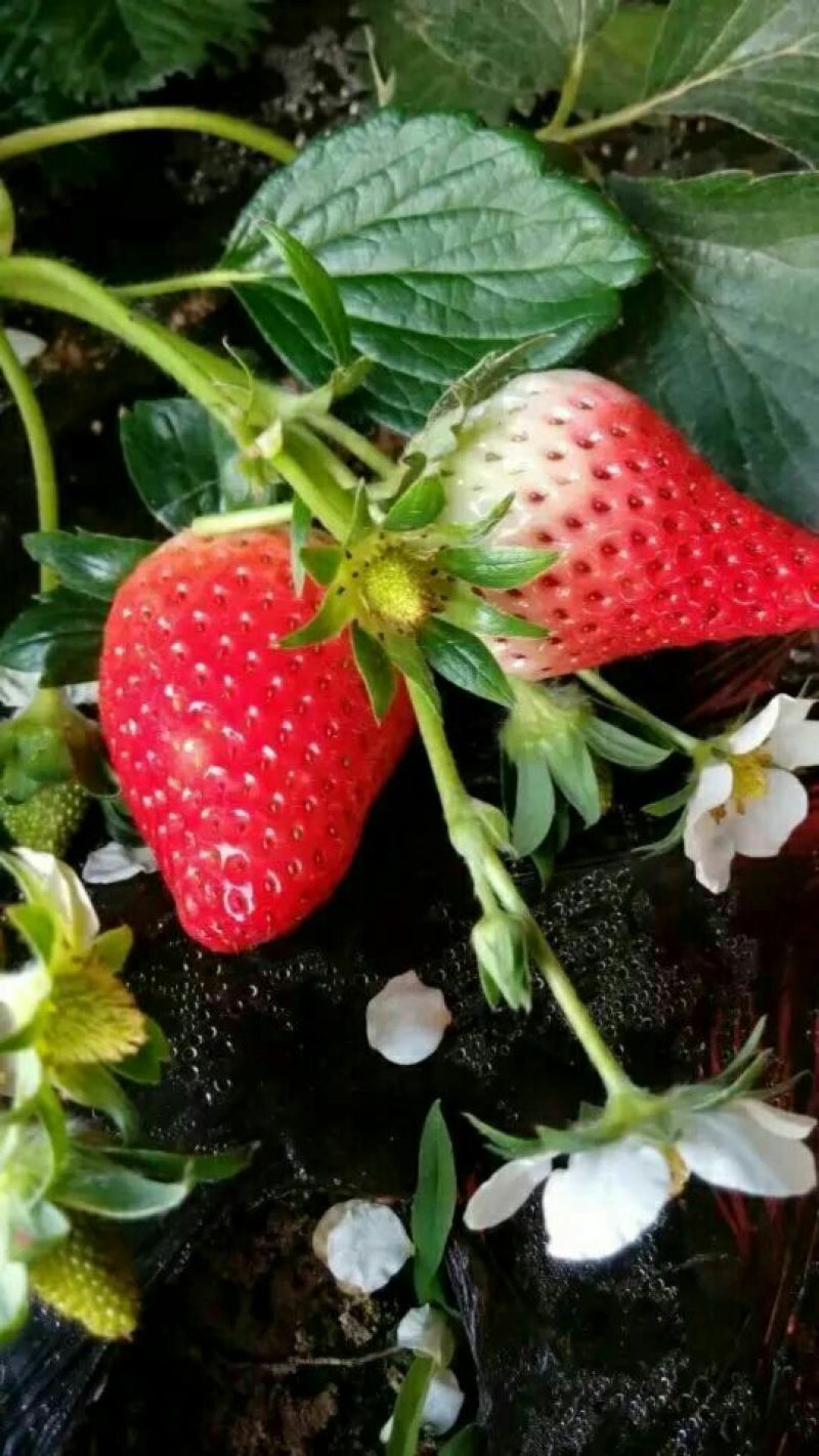 基地直销红颜章姬草莓苗妙香草莓苗价格草莓苗基地