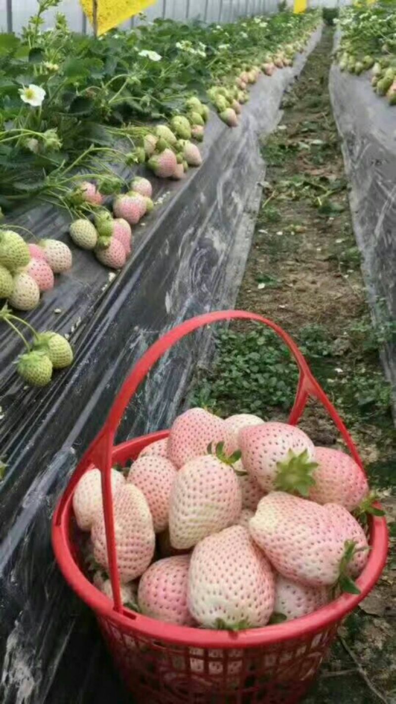 基地直销红颜章姬草莓苗妙香草莓苗价格草莓苗基地