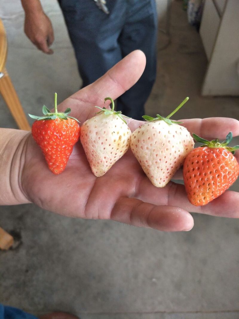 基地直销红颜章姬草莓苗妙香草莓苗价格草莓苗基地