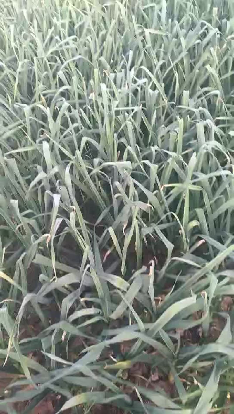 大蒜