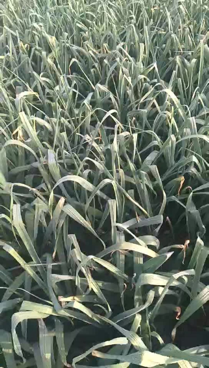 大蒜