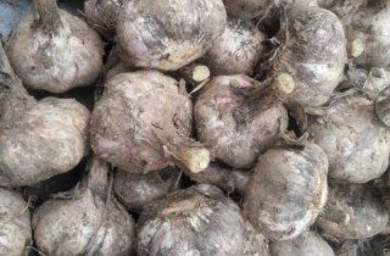 大蒜，红皮混级通货
