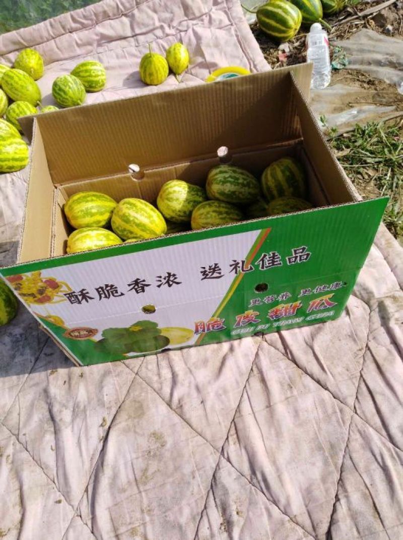 唐山乐亭大量花姑娘甜瓜