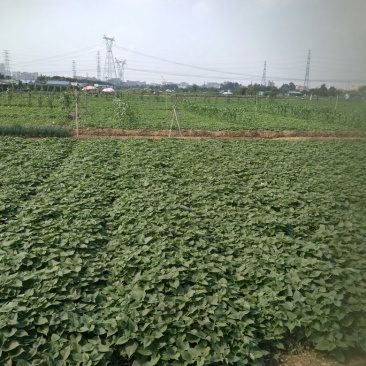 番薯叶，千亩番薯叶基地