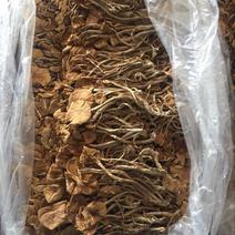 白茶树菇10cm