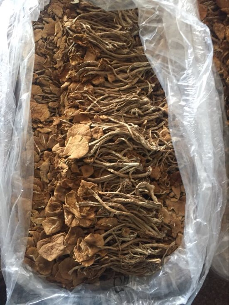 白茶树菇10cm