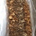 白茶树菇10cm