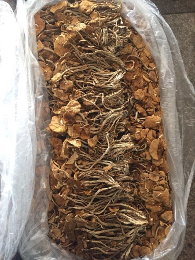 白茶树菇10cm