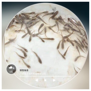 银鳕鱼苗
