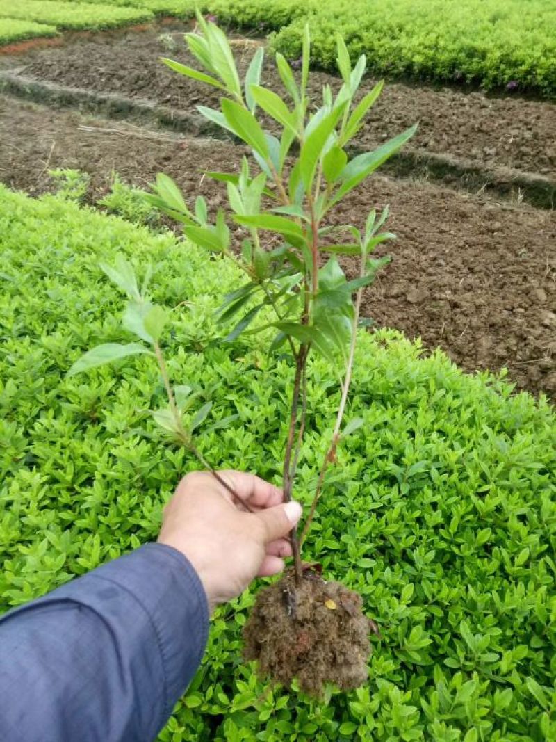 杜鹃大小规格都有