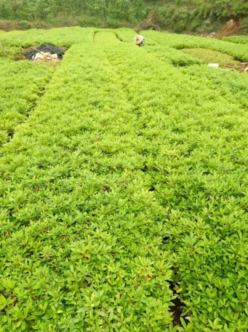 杜鹃大小规格都有