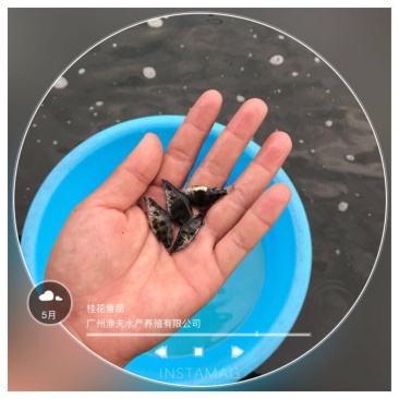 鳜鱼苗3~5cm
