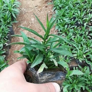 荷兰菊