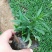 荷兰菊