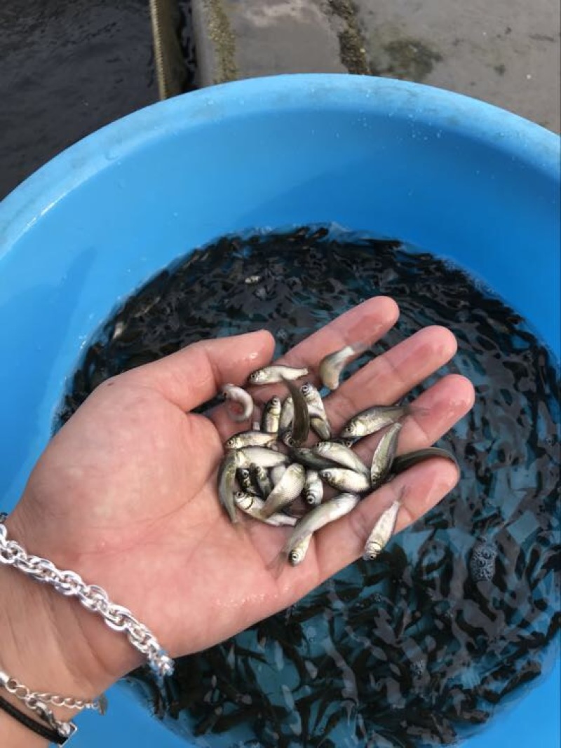 鲫鱼苗3~5公分