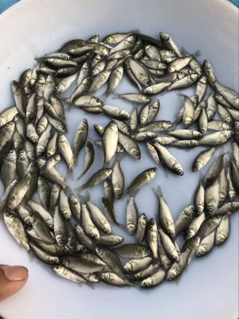 鲫鱼苗3~5公分
