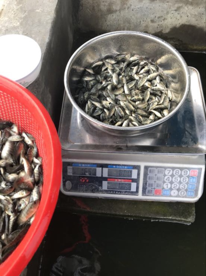 鲫鱼苗3~5公分