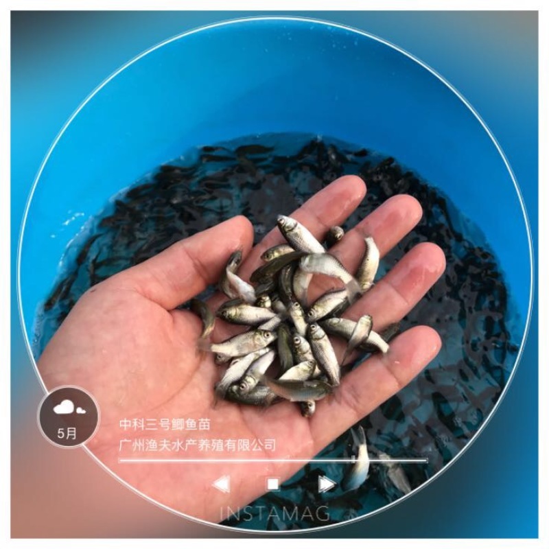 鲫鱼苗3~5公分