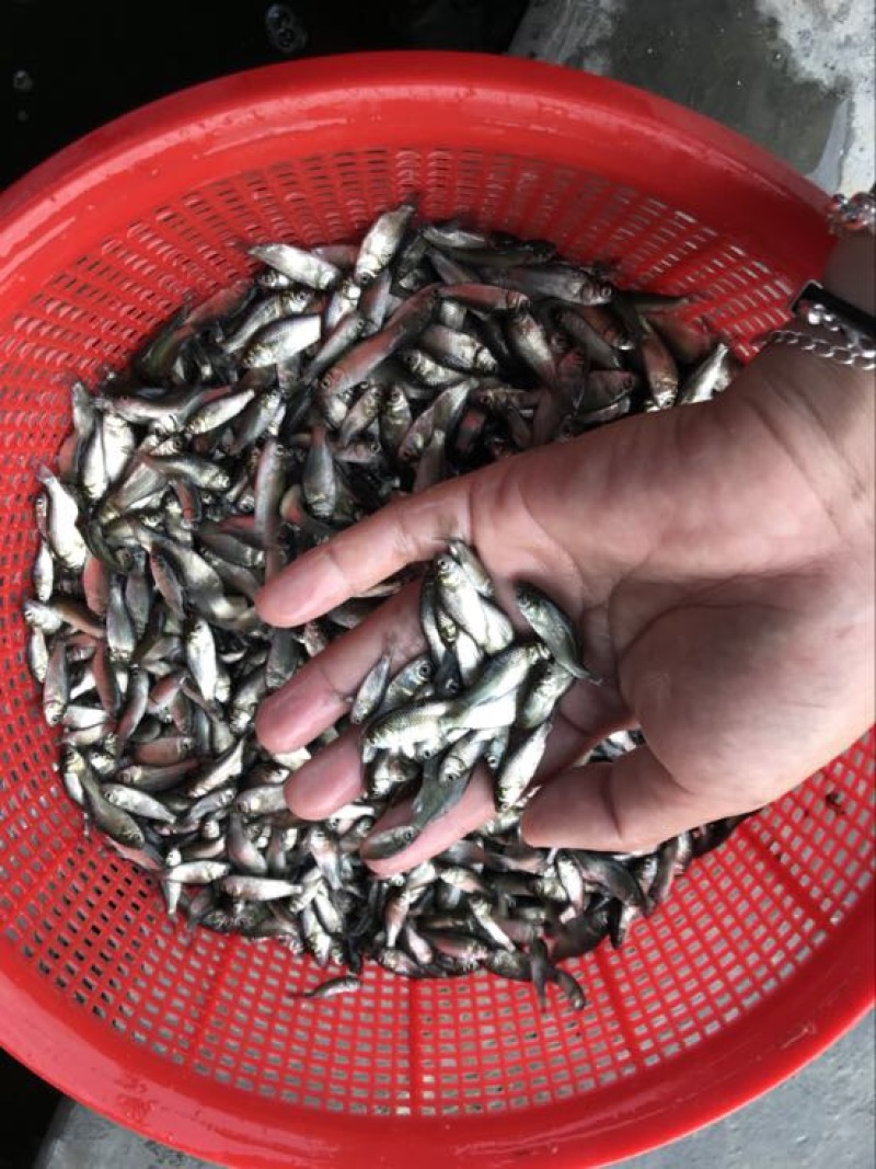 鲫鱼苗3~5公分