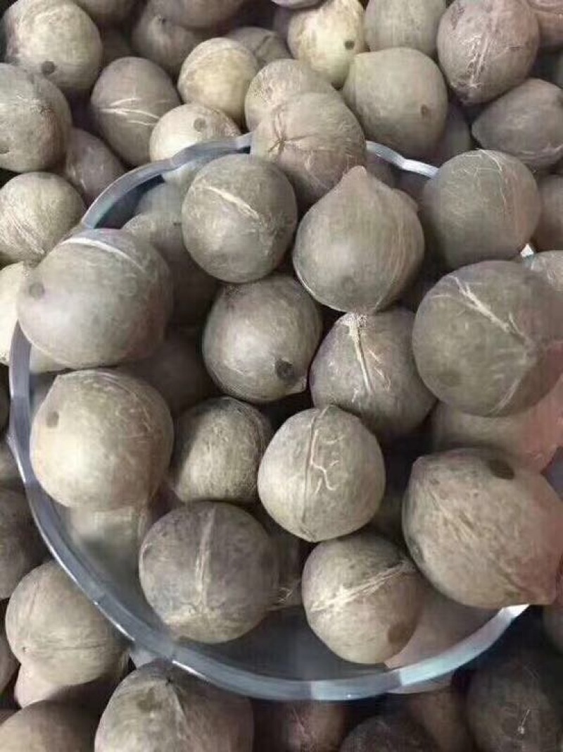 椰皇海椰皇。煲汤首选