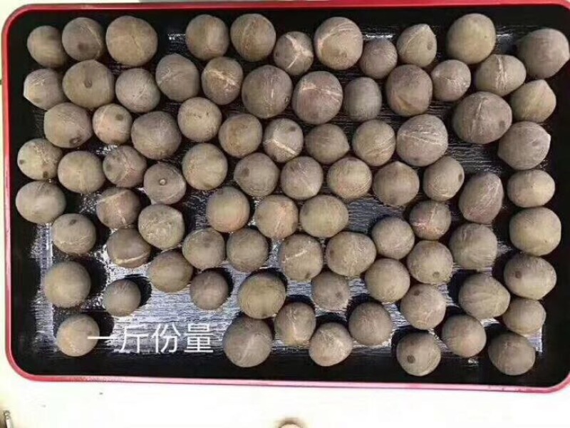 椰皇海椰皇。煲汤首选