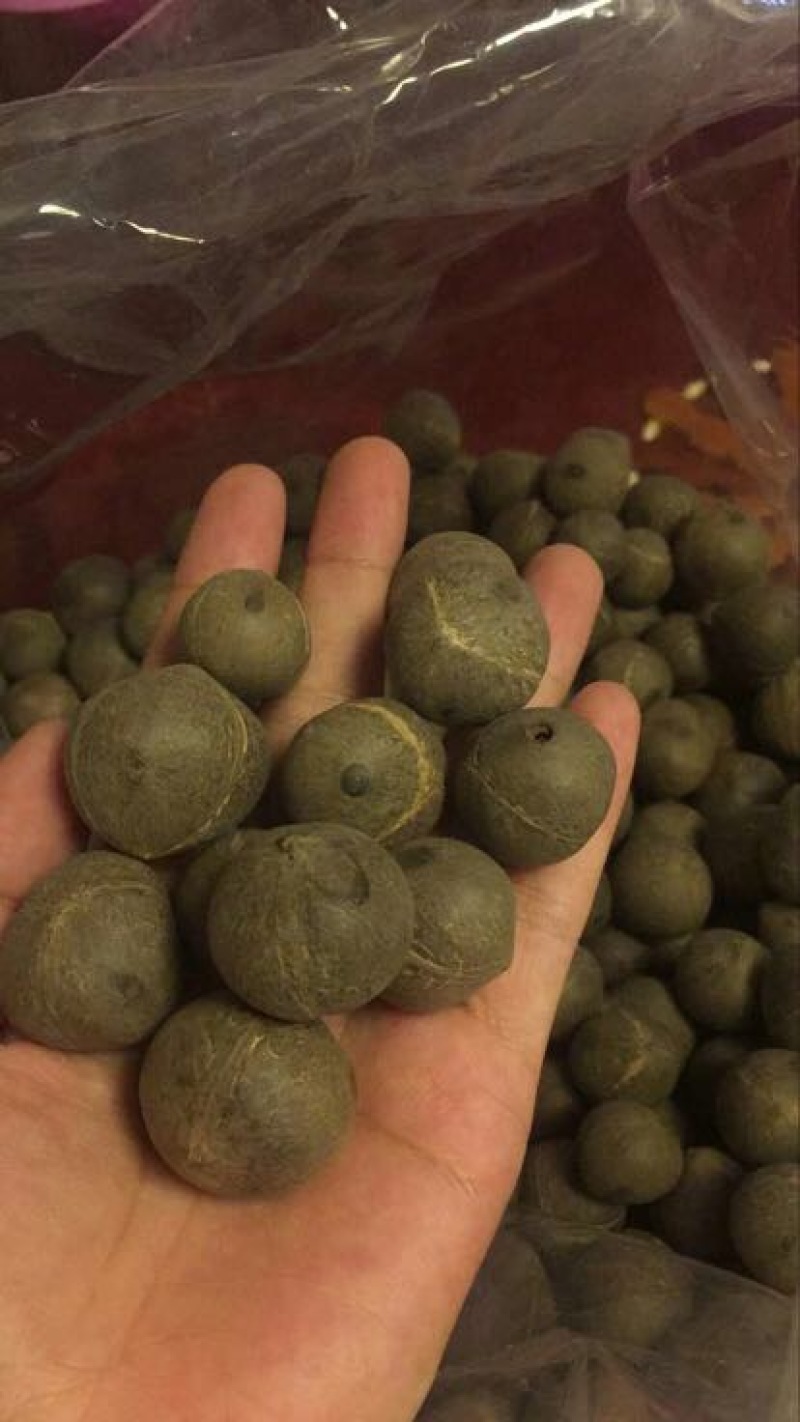 椰皇海椰皇。煲汤首选