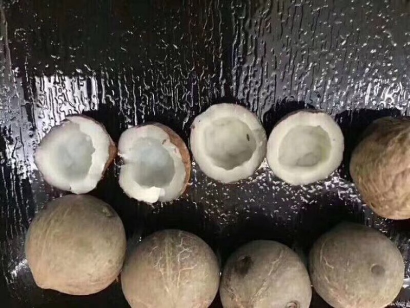 椰皇海椰皇。煲汤首选