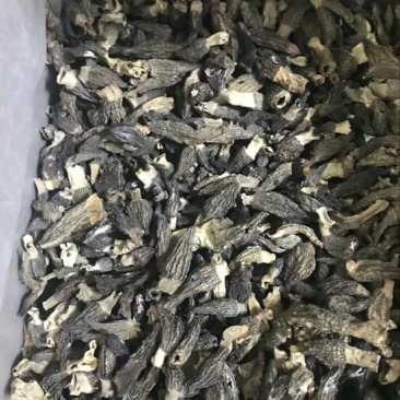 羊肚菌中上通货