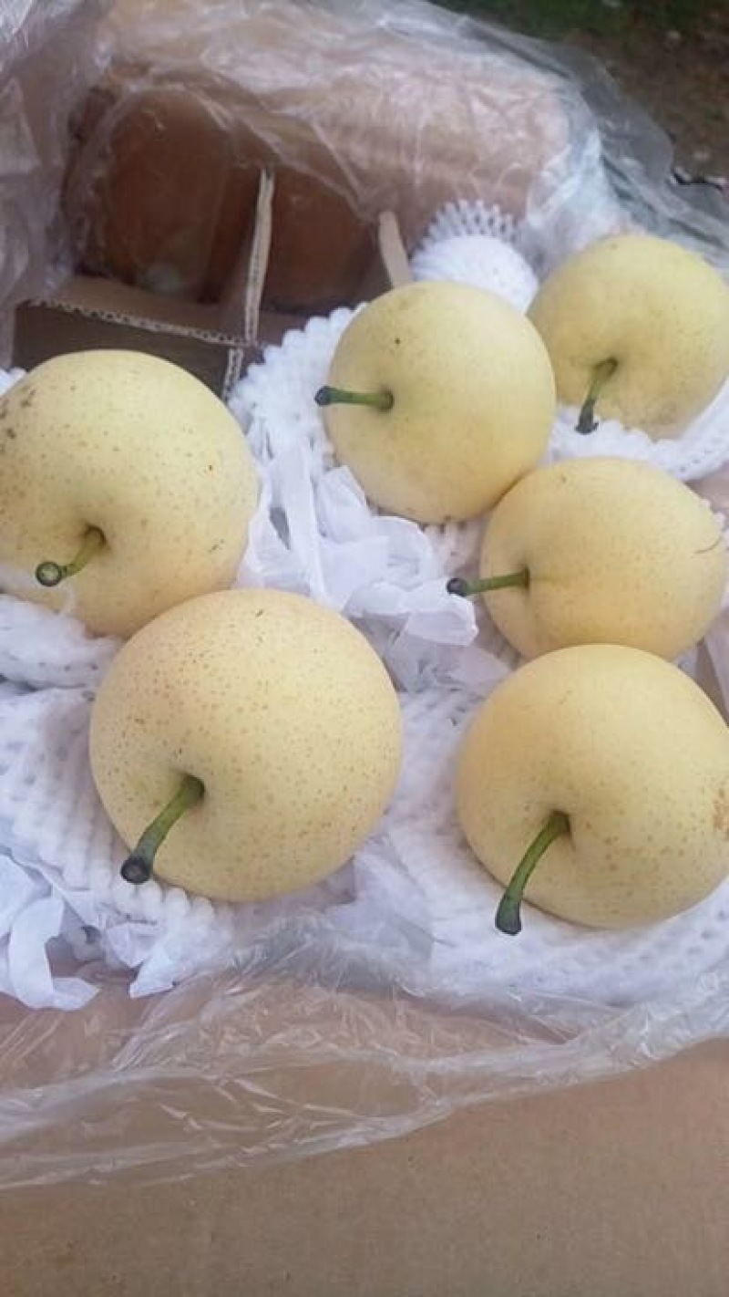 膜代皇冠