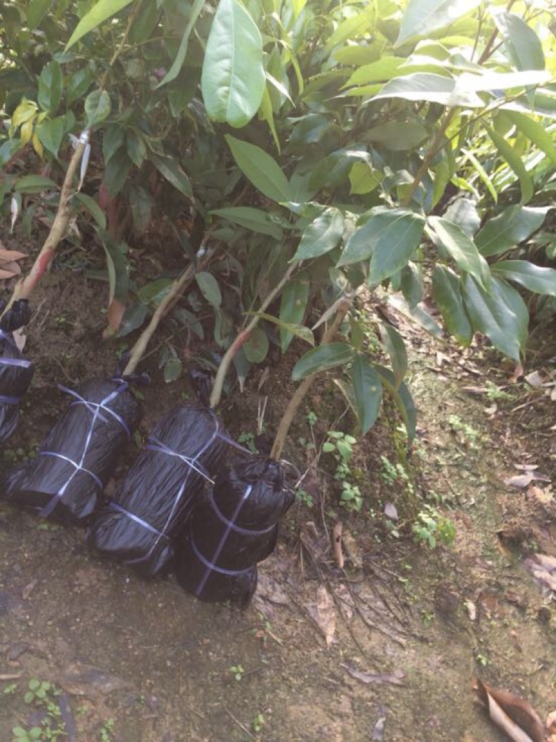 嫁接荔枝树苗妃子笑糯米糍桂味无核荔枝苗盆栽地栽当年结果树
