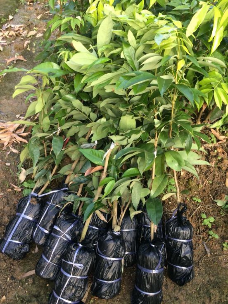 嫁接荔枝树苗妃子笑糯米糍桂味无核荔枝苗盆栽地栽当年结果树